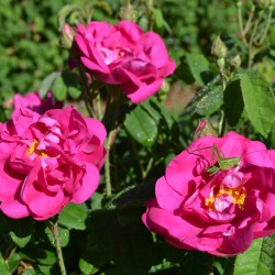 Rose de Provins chez Plantes des Cévennes