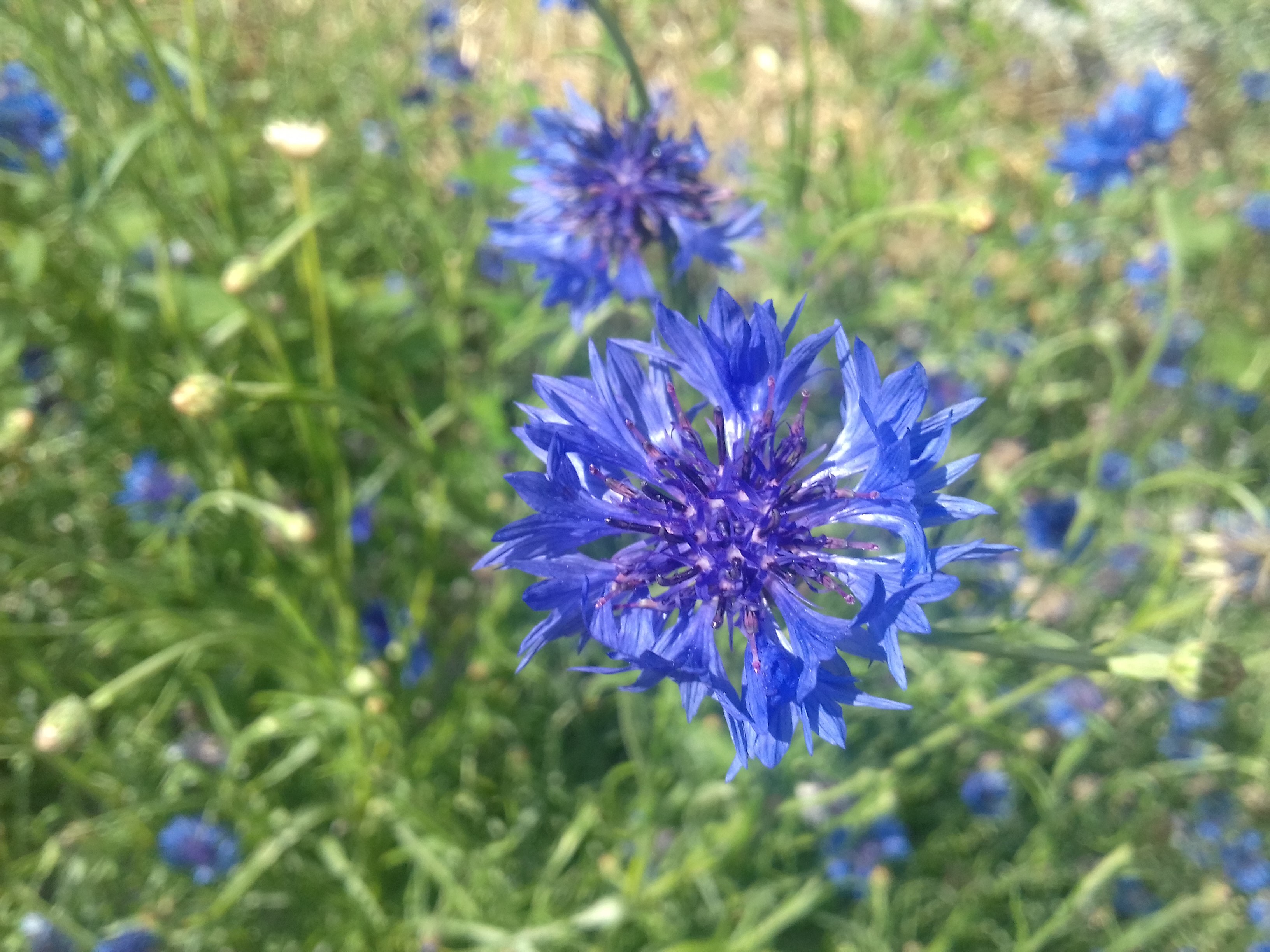 Fleur de bleuet Centaurea cyanus Plantes des Cévennes