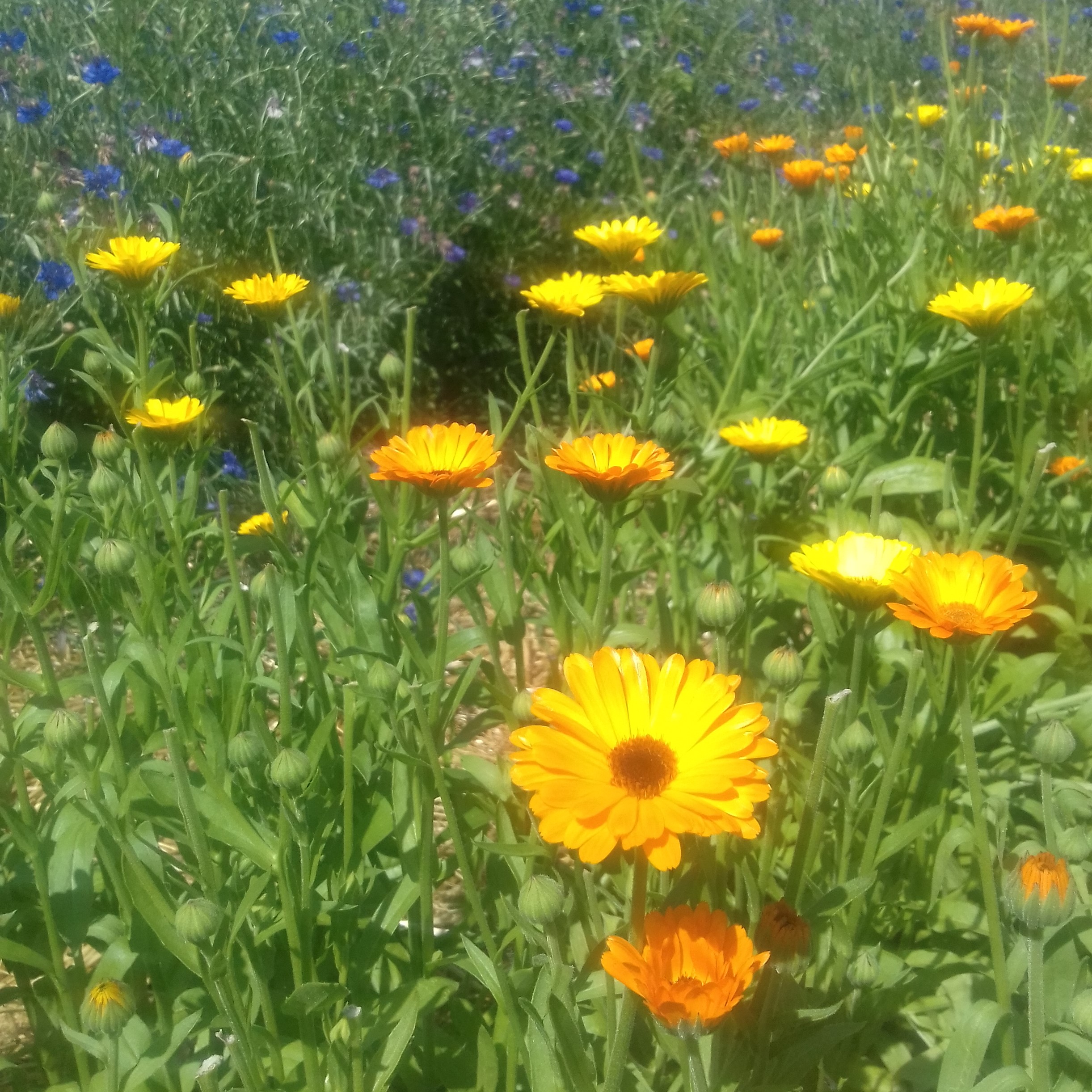 Fleur de calendula Plantes des Cévennes