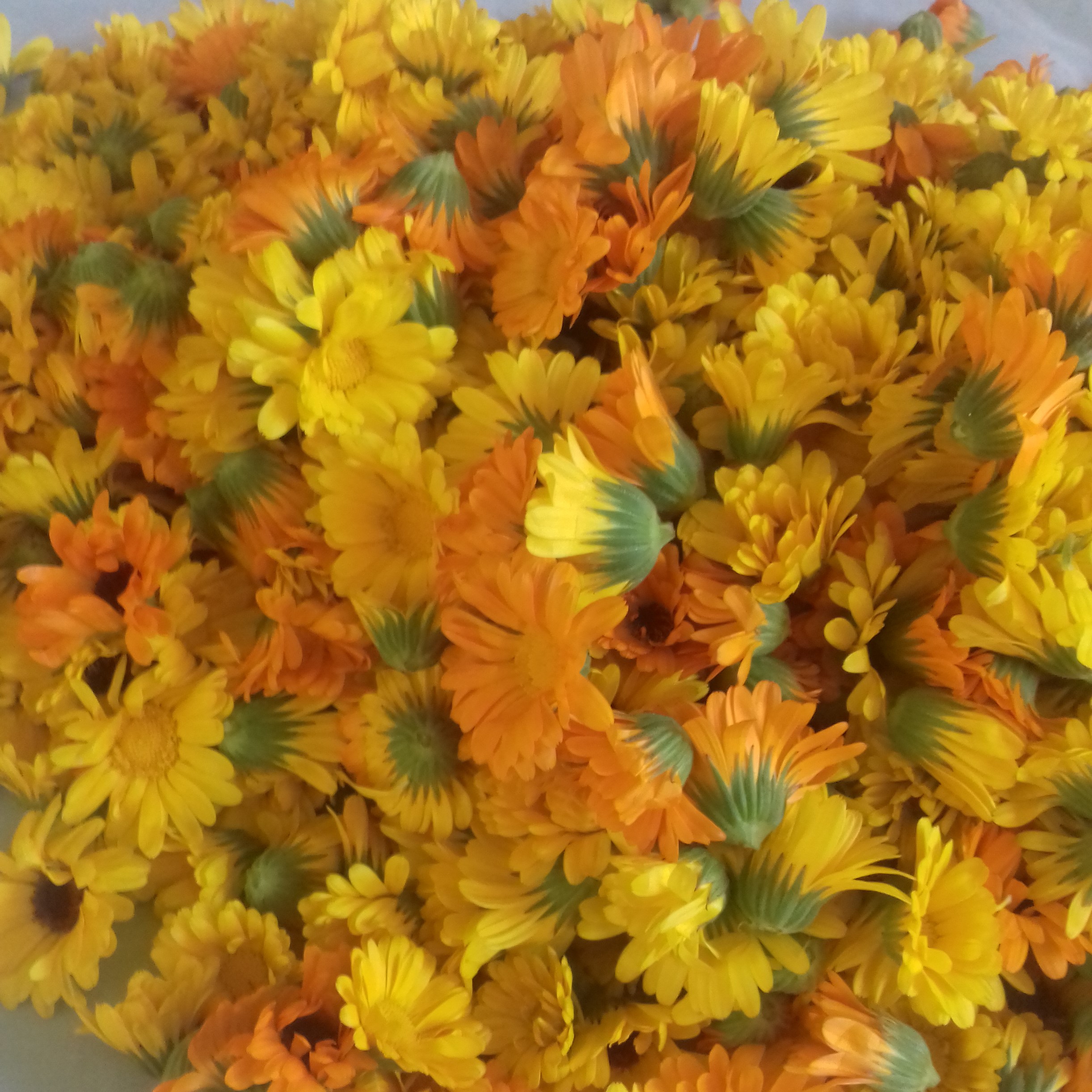 Fleurs coupées Calendula Plantes des Cévennes