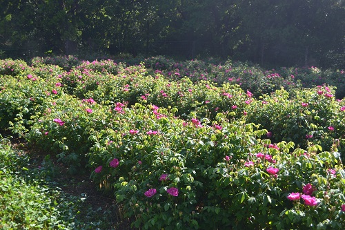 Rosiers_BD.jpg