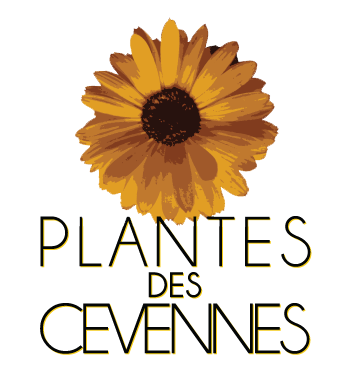 Plantes des Cévennes